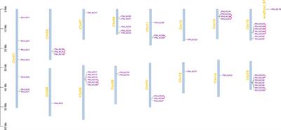 Genome-wide analysis of the Populus trichocarpa laccase gene family and functional identification of PtrLAC23